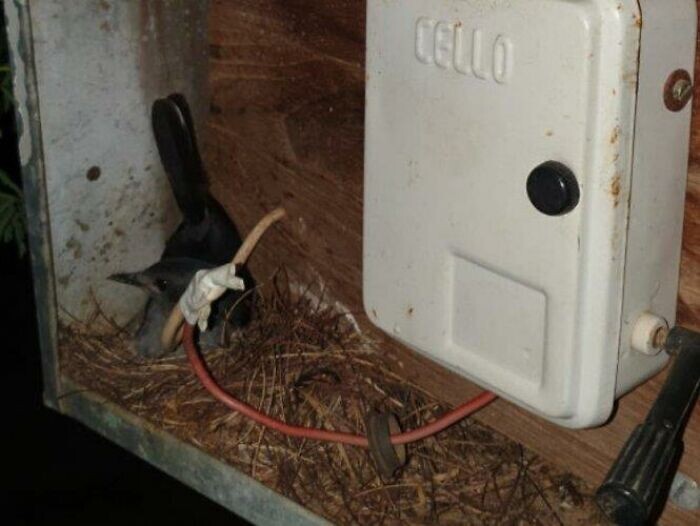 В одной индийской деревне птица малиновка свила гнездо в деревенском электрощите. Жители отключили уличные фонари на месяц, чтобы обезопасить птицу и дать вылупиться ее яйцам. Через 45 дней птица с птенцами улетели из гнезда