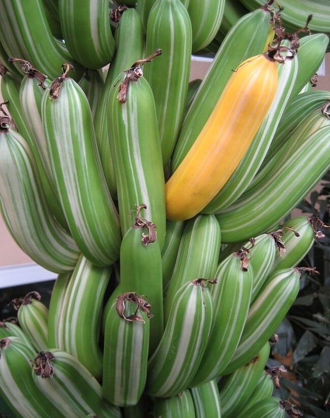 Поразительная трава: бананы, какими вы их еще не видели