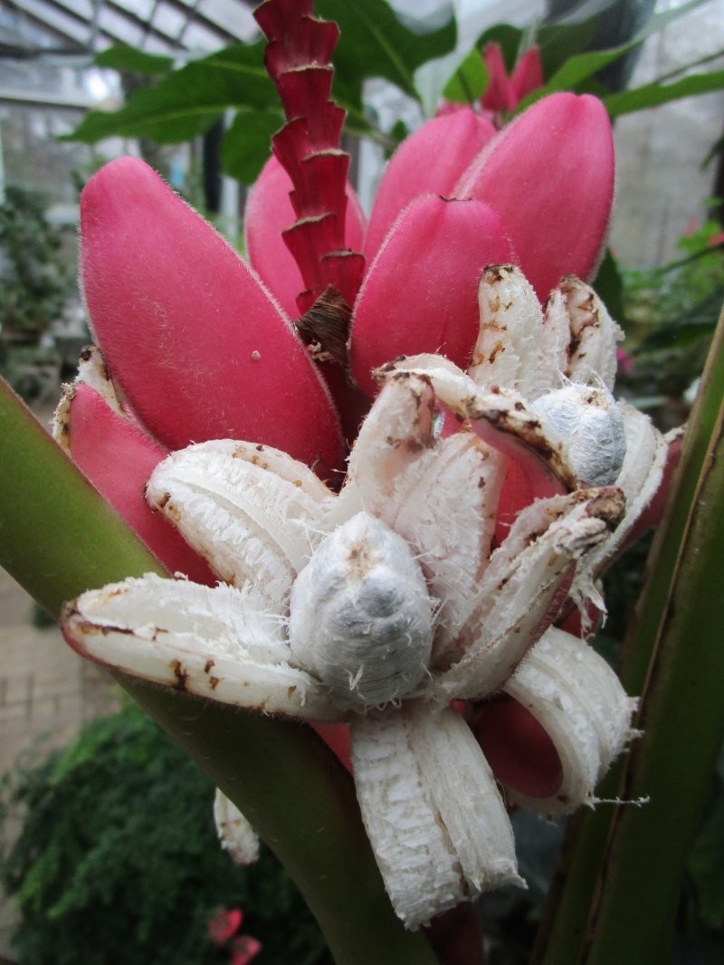 Розовые бананы