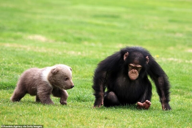 В турецком зоопарке подружились шимпанзе и медвежонок