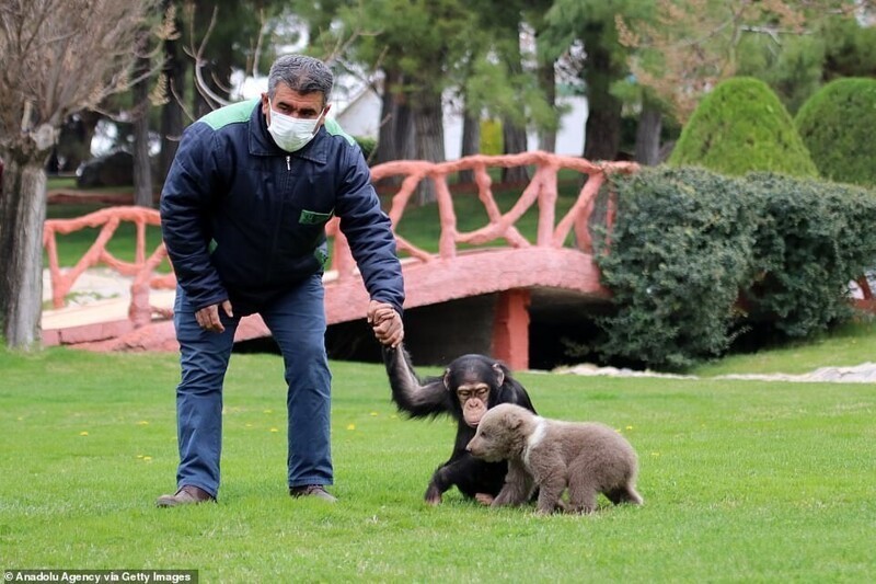 В турецком зоопарке подружились шимпанзе и медвежонок