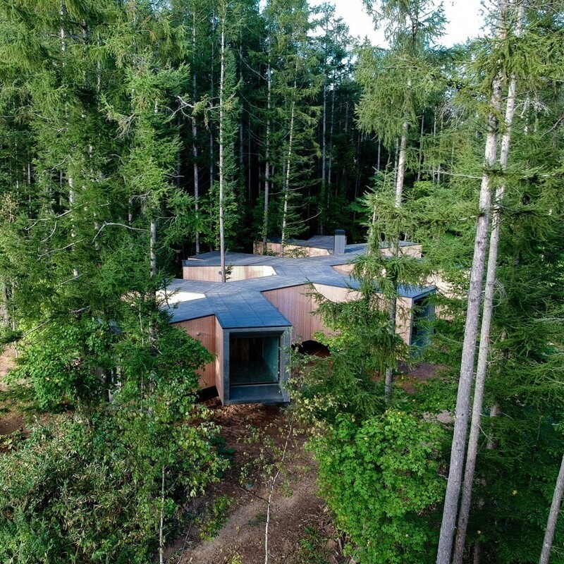 Архитекторы показали эко-домик в форме ветвей дерева