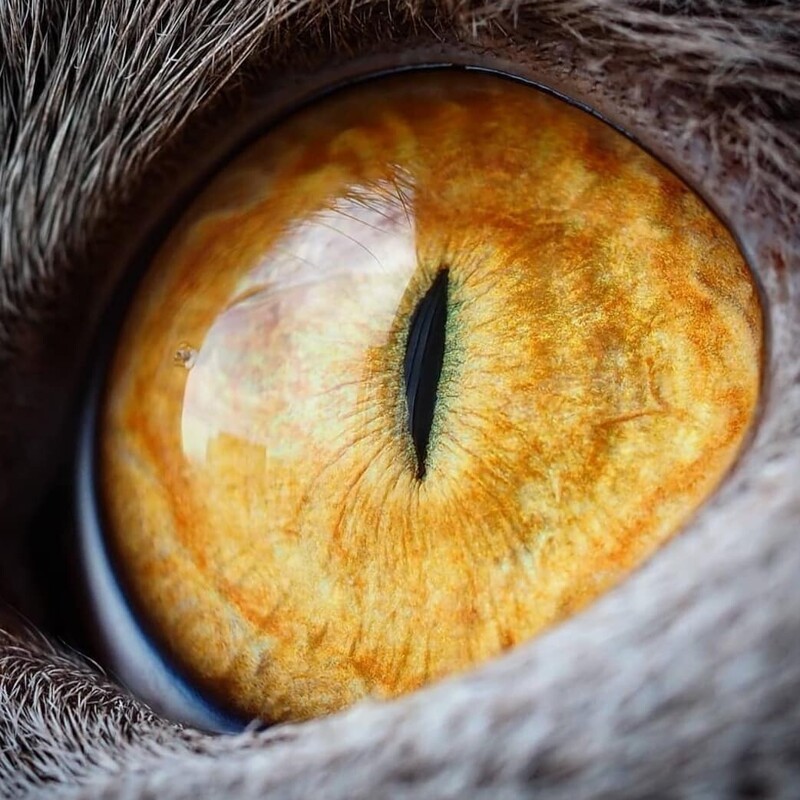 1. Кошачьи глаза - это просто космос