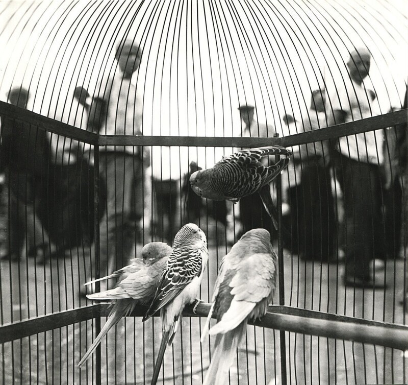 Москва 1950-1960-е гг. на снимках Николая Николаевича Рахманова