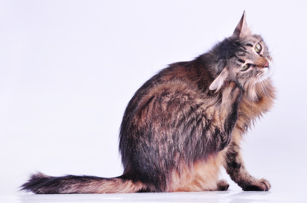 Почему у кошки горячие уши, и какие причины могут вызывать такое состояние?