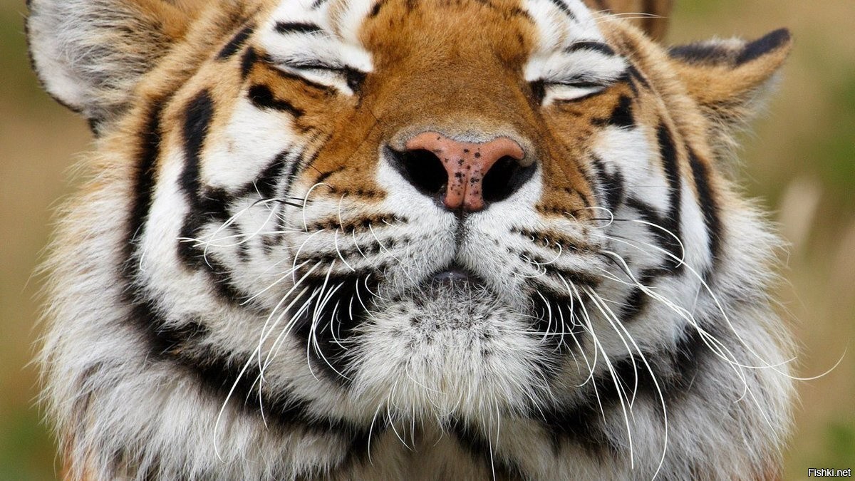 https://cdn.fishki.net/upload/post/2021/04/10/3702461/19779526d2ca7033ec11a780c292940b.jpg
