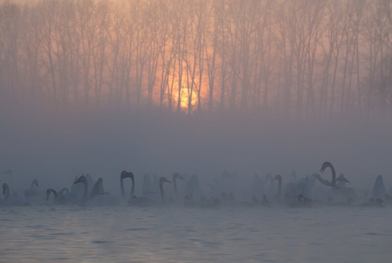 Лебеди в зимней алтайской ночи. Фотограф Закир Умаров.