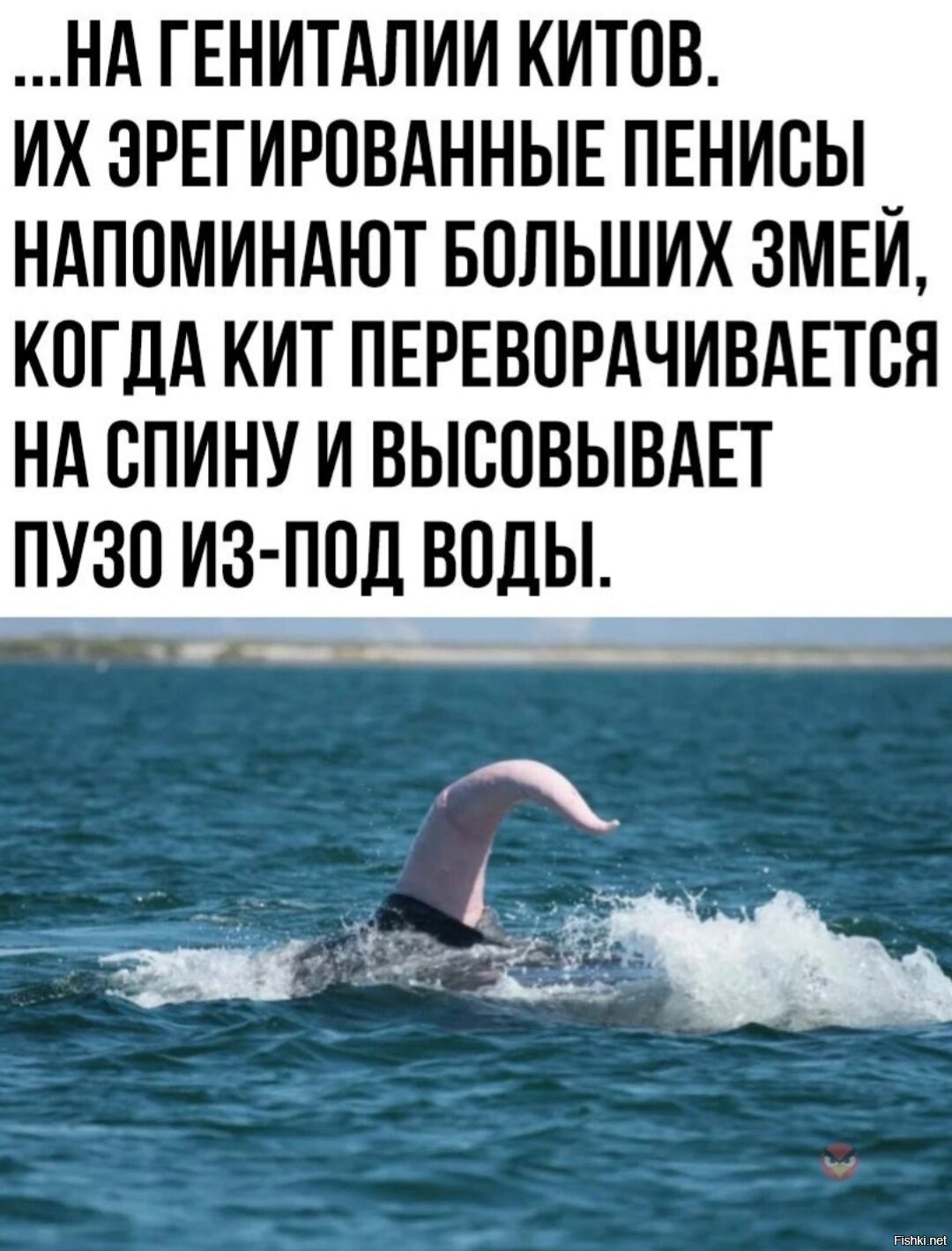 сколько в длину член кита фото 38