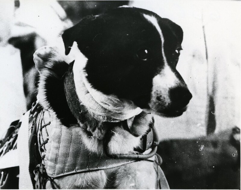 1966. Собака Ветерок после приземления.