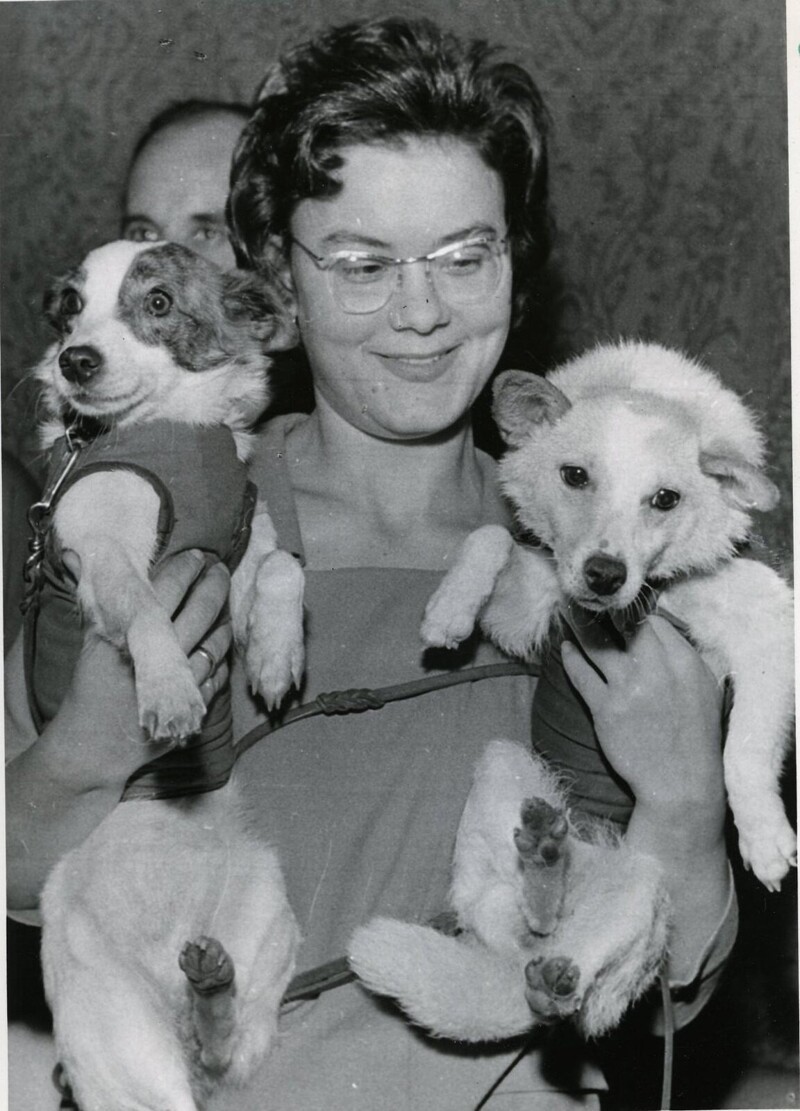 1966. Журналистам демонстрируют собак Белку и Стрелку.