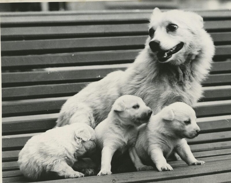 1959. Собака Жемчужная со своим потомством после возвращения из полета в верхние слои атмосферы.