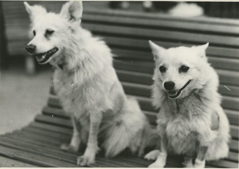 1959. Подопытные собаки Отважная и Жемчужная, поднимавшиеся 10 июляв геофизической баллистической ракете в верхние слои атмосферы.