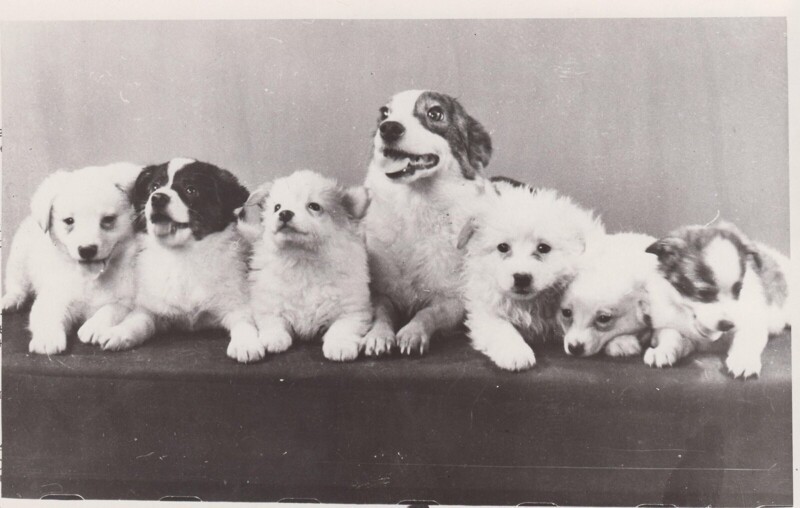 1961. Собака Стрелка со своим потомством.