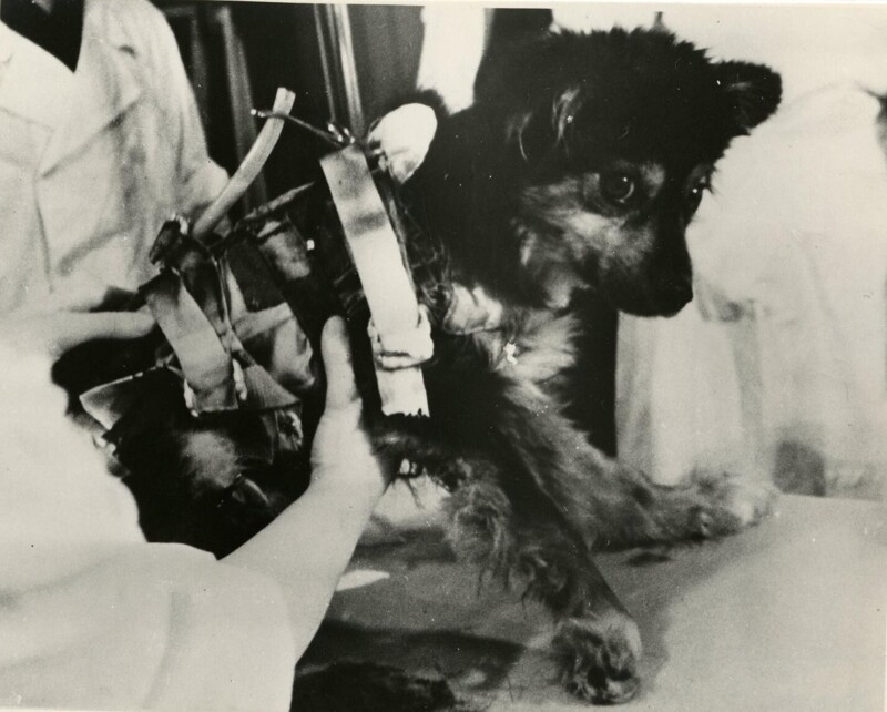 1966. Собака Уголек после приземления.