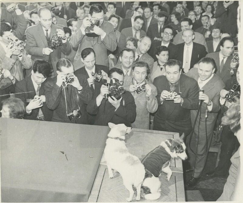 1961. Демонстрация собак Белки и Стрелки на пресс-конференции для журналистов. 28.03.