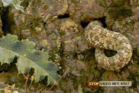 Паукохвостая гадюка: Змея с хвостом в виде «живого» паука. Потрясающий обман для ловли птиц
