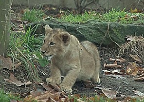 Котята хищных кошек такие классные