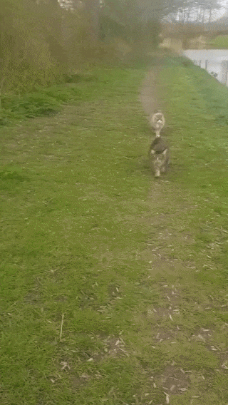 Игривый котик