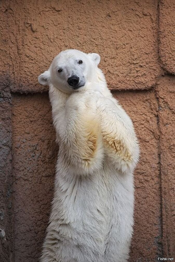Плачущий медведь. Медвежонок. Медведь стесняется. Медведь стесняется. Хорошего дня медведь.