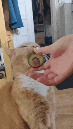 Кошачьи гифки Кошачьи гифки