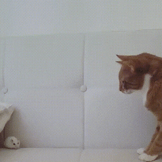 Кошачьи гифки Кошачьи гифки
