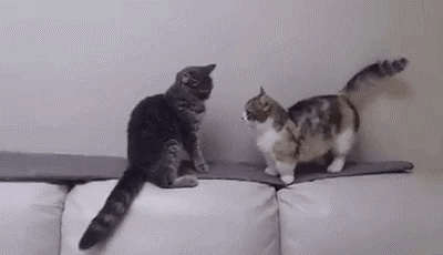 Кошачьи гифки Кошачьи гифки