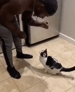 Кошачьи гифки Кошачьи гифки