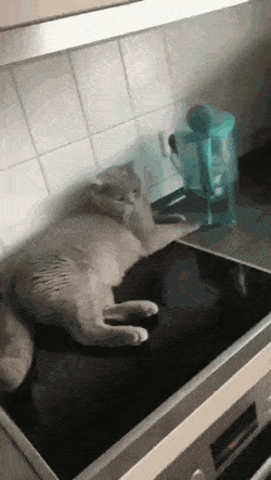 Кошачьи гифки Кошачьи гифки