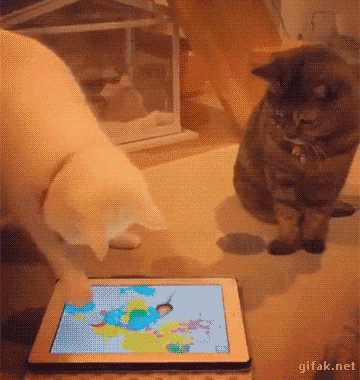 Кошачьи гифки Кошачьи гифки