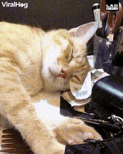 Кошачьи гифки Кошачьи гифки