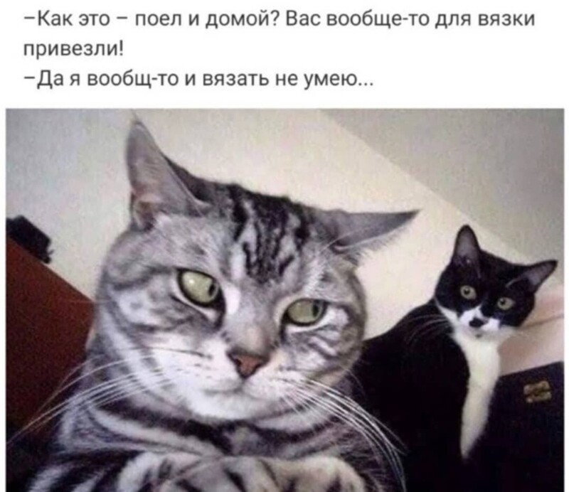 Полит стёб, и не только, в картинках