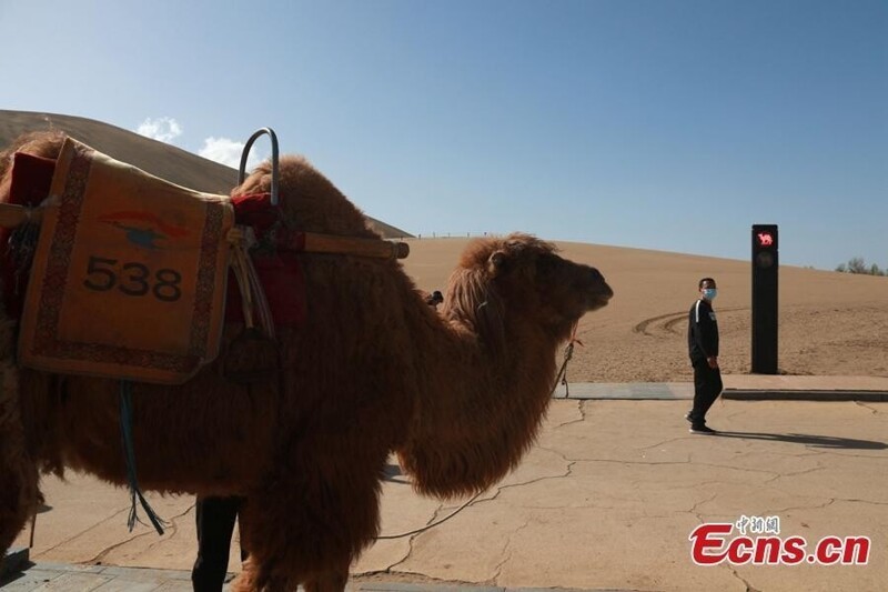 Шеф, притормози: китайцы установили светофор для верблюдов