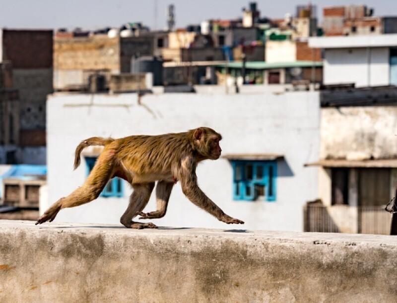 В Индии преступники обучали обезьян воровать деньги