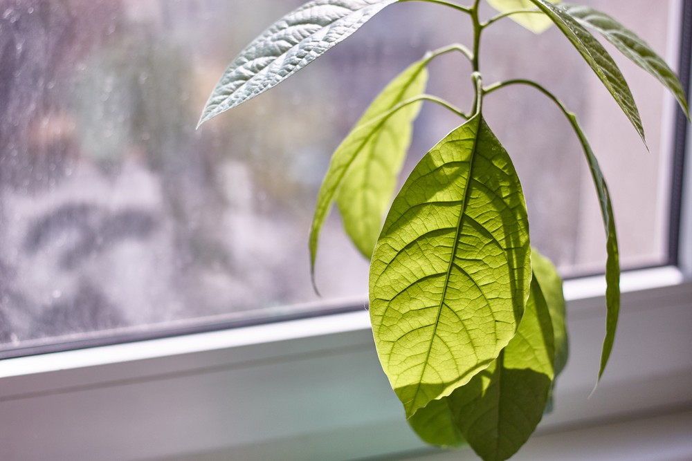 Сохнут листья у авокадо: скорая помощь тропическому растению