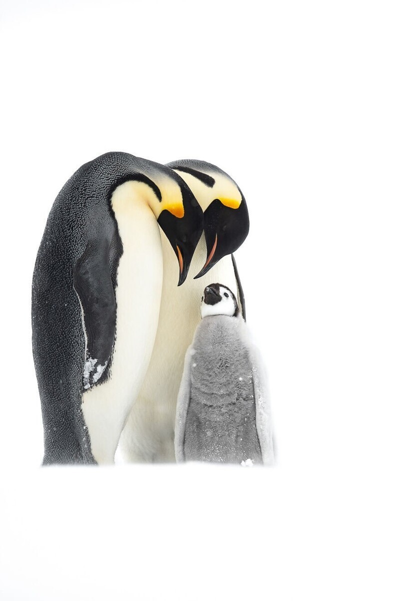Императорские пингвины, Thomas Vijayan