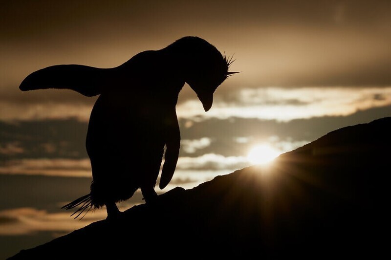 Хохлатый пингвин, Mark Sisson
