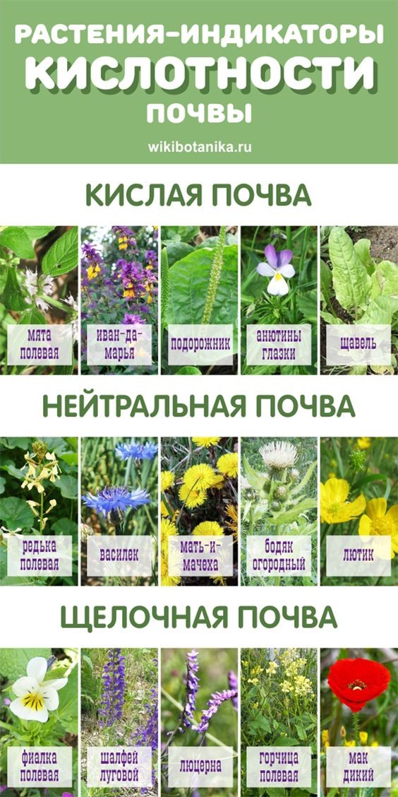 Шпаргалка для апреля: важные задачи по саду и огороду
