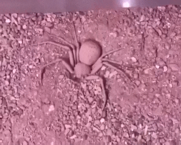 Шестиглазый песочный паук: Может кушать 1 раз в полгода, а токсин растворяет жертву за минуту Шестиглазый песочный паук: Может кушать 1 раз в полгода, а токсин растворяет жертву за минуту