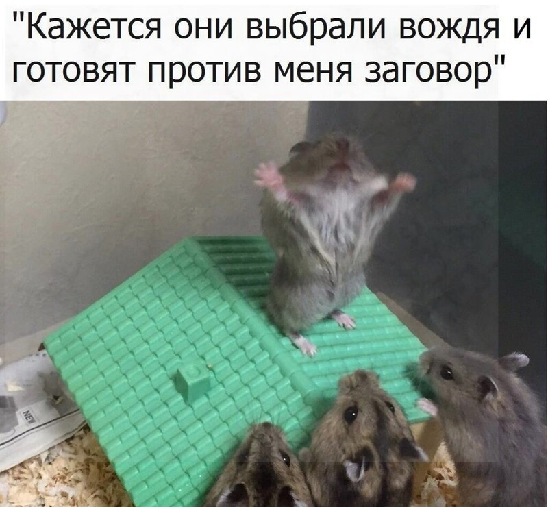 О политике и не только