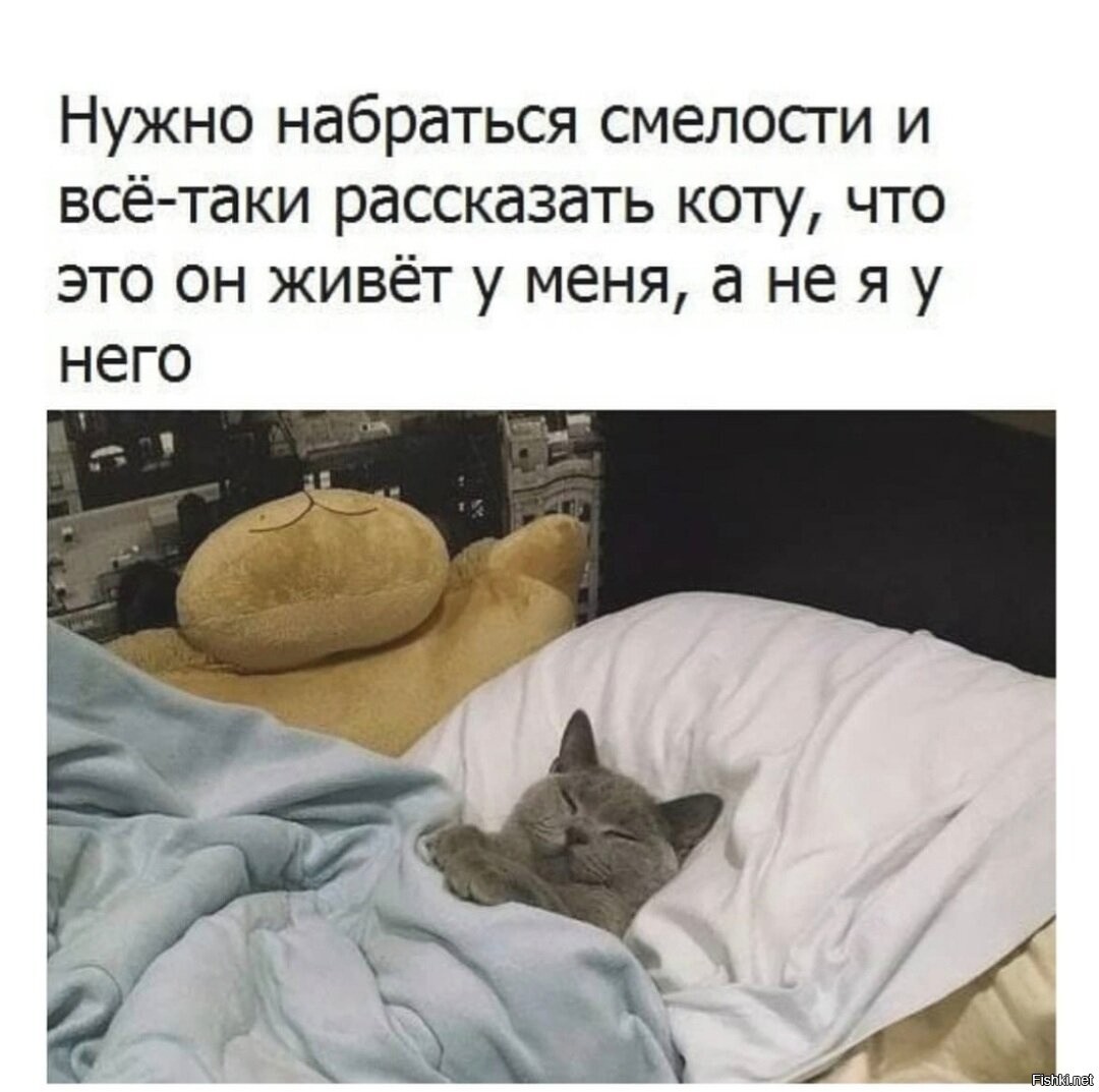 История про кота и кровать