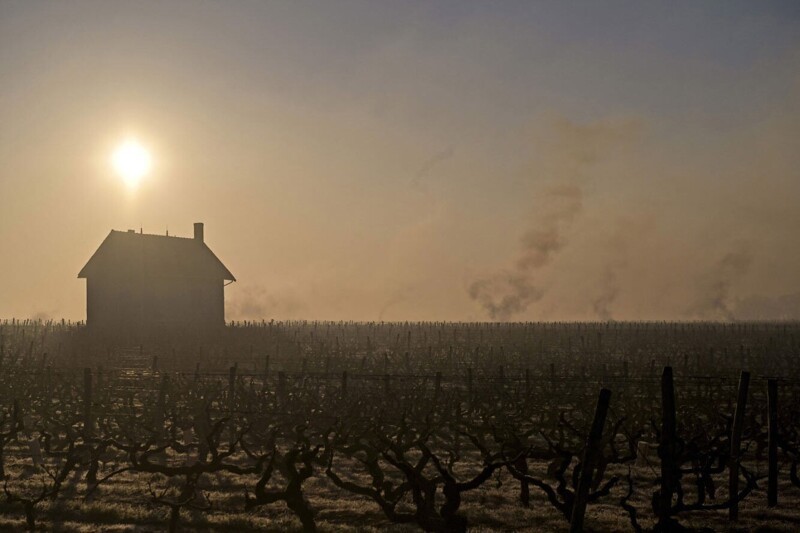Как морозы уничтожили виноградники во Франции