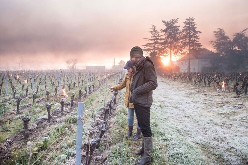 Как морозы уничтожили виноградники во Франции