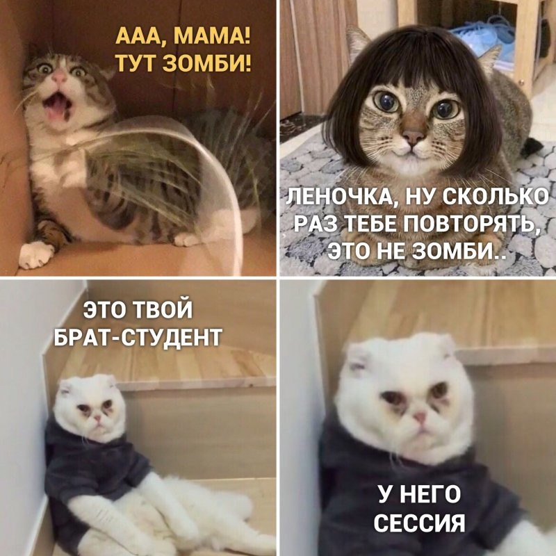 Смешные мемы с котами, которые поднимут вам настроение