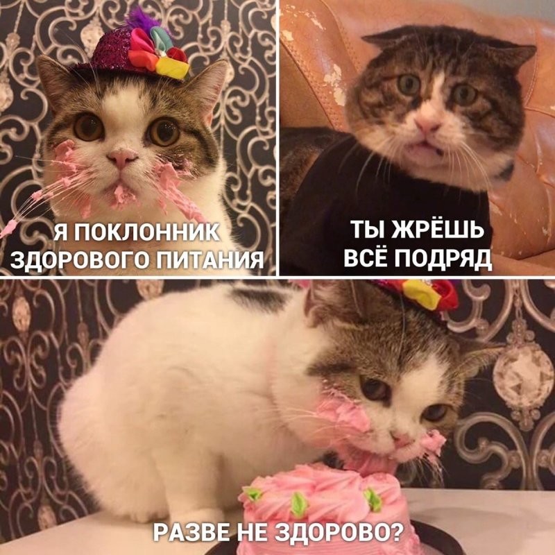 Смешные мемы с котами, которые поднимут вам настроение