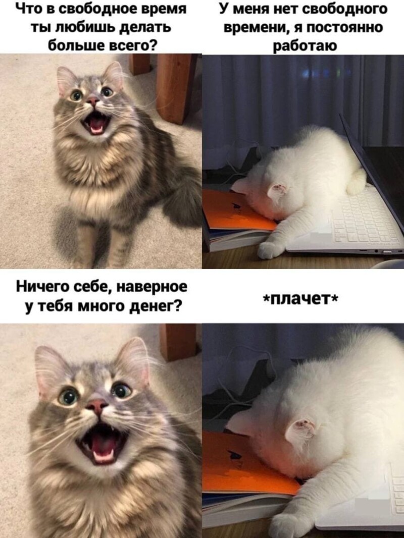 Прикольные коты мемы