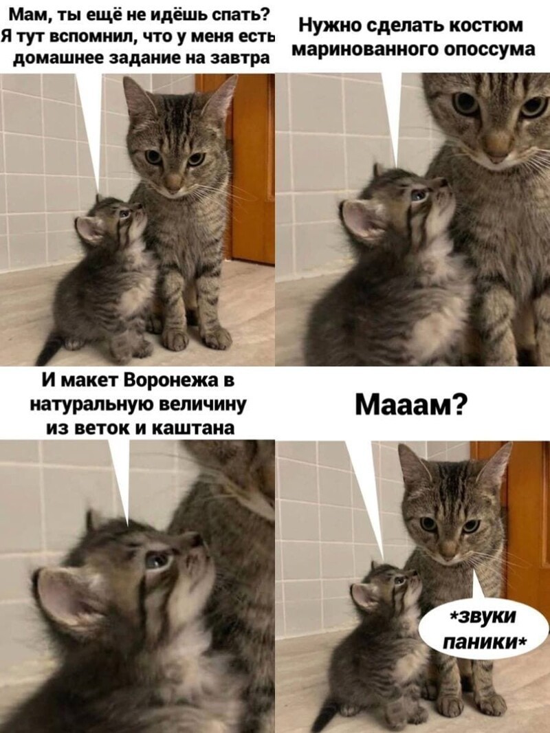 Смешные мемы с котами, которые поднимут вам настроение