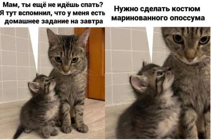 Смешные Коты Фото Мемы