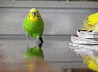 Пестрый мир попугаев