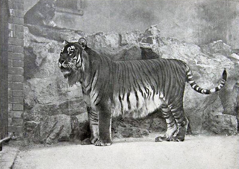 5. Туранский тигр