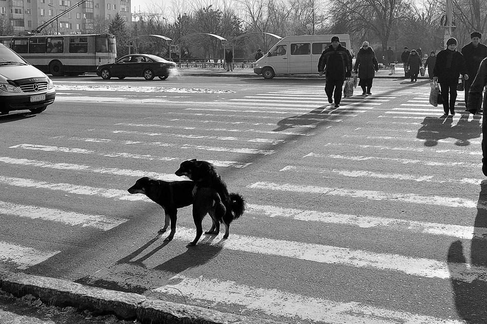 Собаки и люди на дороге. Собака на пешеходном переходе. Собака переходит дорогу. Пешеход с собакой. Животные переходят дорогу.